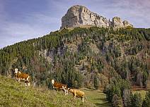 Neugierige Kühe beobachten den Fotografen unterhalb des Schibengütsch.  (bei Klick vergrösserte Ansicht Bild)