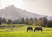 Naturidylle: Pferde weiden in den wärmenden Sonnenstrahlen auf einer Wiese. In der Ferne das Hohgantmassiv. (bei Klick vergrösserte Ansicht Bild)