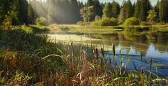 Wachseldornmoos – vielfältiges Leben in der Naturperle