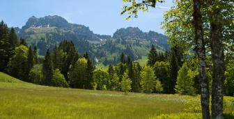 Rotmoos – verwunschen anmutende Naturschönheit