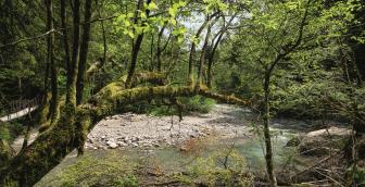Zulg Steffisburg – mächtig rauschender Fluss 